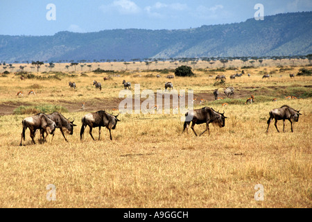 Blue wildebeest (also known as brindled gnu) roaming the plains of the Masai Mara during the migration in Kenya. Stock Photo