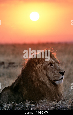 Portrait of a male lion (panthera leo) in front of the rising sun in the Masai Mara Game Reserve in Kenya. Stock Photo