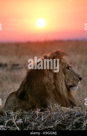 Portrait of a male lion (panthera leo) in front of the rising sun in the Masai Mara Game Reserve in Kenya. Stock Photo