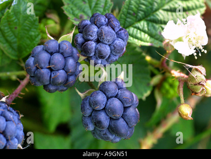 European dewberry (Rubus caesius), mature fruits Stock Photo