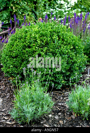 Common box (Buxus sempervirens), Box family (Buxaceae Stock Photo - Alamy