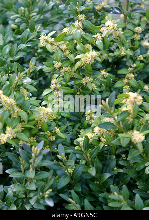 Common box (Buxus sempervirens), Box family (Buxaceae Stock Photo - Alamy