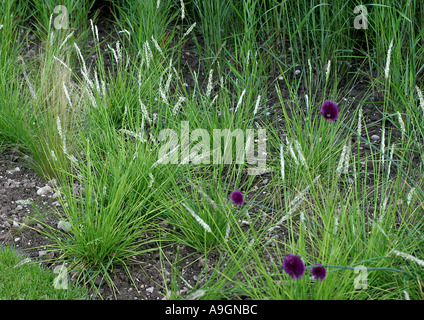 hairy melick (Melica ciliata), grasses Stock Photo