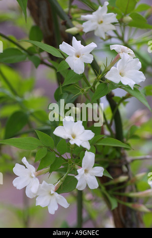 common white jasmine (Jasminum officinale), blooming Stock Photo