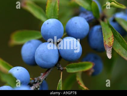 blackthorn, sloe (Prunus spinosa), mature fruits Stock Photo