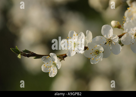 European plum (Prunus domestica), white plum blossoms, Germany, Bavaria, Bad Birnbach, Apr 04. Stock Photo