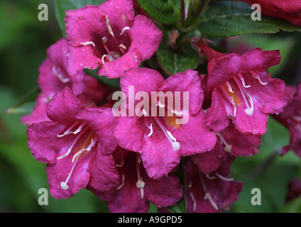 crimson weigela (Weigela floribunda), blooming Stock Photo