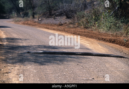 African python, water python, African rock python (Python sebae), crossing a street, South Africa, Krueger NP, Aug 04. Stock Photo