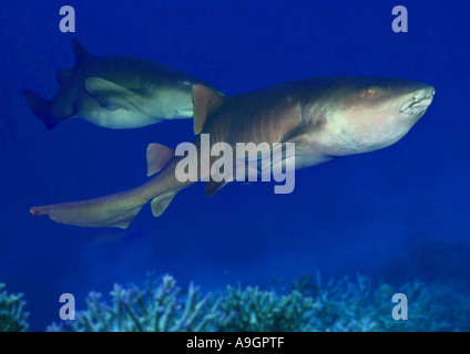tawny nurse shark, giant sleepy shark (Nebrius ferrugineus, Nebrius concolor), distribution: Indopacific Stock Photo