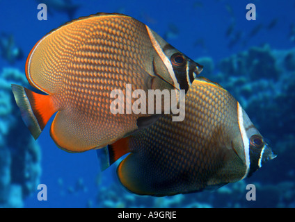 red-tailed butterflyfish (Chaetodon collare), couple, distribution: Indean Ocean Stock Photo