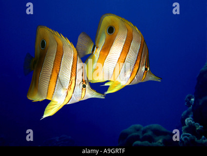 copper-banded butterflyfish, copperband butterflyfish, long-nosed butterflyfish, beaked coralfish (Chelmon rostratus), distribu Stock Photo