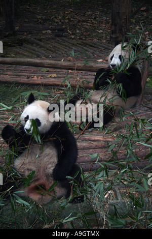 Panda at Chengdu Panda Reserve Stock Photo