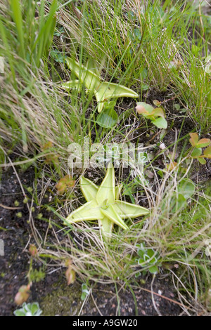 Common butterwort Pinguicula vulgaris Glen Etive Glencoe Scotland Stock Photo
