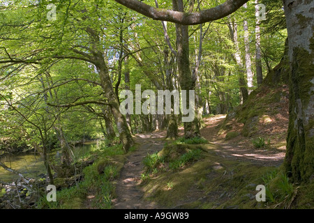 Riverine woodlands Glencoe near Fort William Scotland Stock Photo