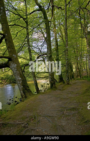 Riverine woodlands Glencoe near Fort William Scotland Stock Photo