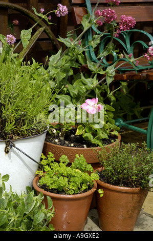 Herbs in pots in Corner of garden Stock Photo