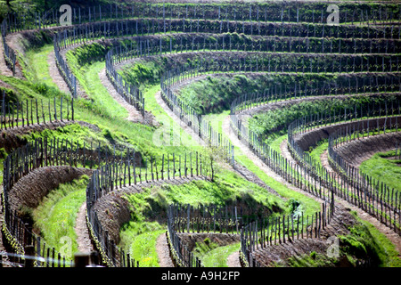 Vineyards in Jurancon wine growing district Pyrenees Atlantique France 2007 Stock Photo