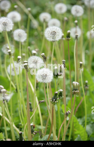 Dandelion Seed Heads, Taraxacum officinale Sect Vulgaria, Asteraceae Stock Photo