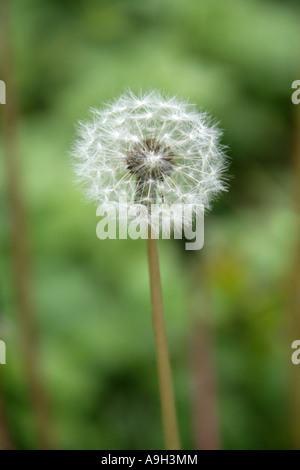 Dandelion Seed Heads, Taraxacum officinale Sect Vulgaria, Asteraceae Stock Photo