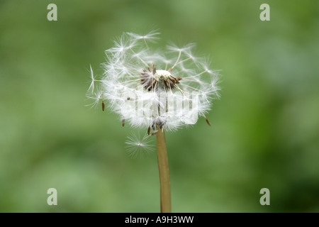 Dandelion Seed Heads, Taraxacum officinale Sect Vulgaria, Asteraceae Stock Photo