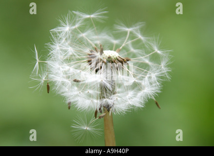 Dandelion Seed Heads, Taraxacum officinale Sect Vulgaria, Asteraceae Stock Photo