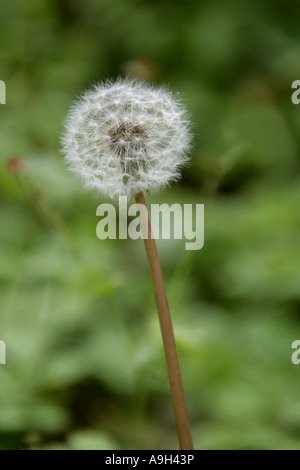 Dandelion Seed Heads, Taraxacum officinale Sect Vulgaria, Asteraceae Stock Photo