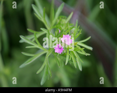 Cut Leaved Cranesbill, Geranium dissectum, Geraniaceae Stock Photo