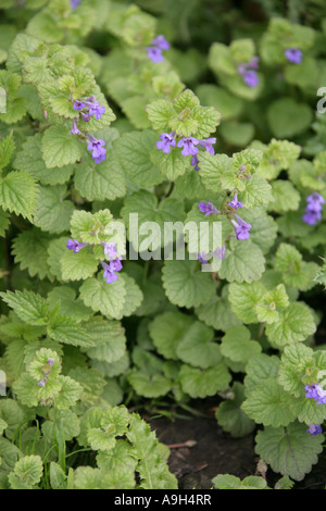 Ground Ivy, Glechoma hederacea, Lamiaceae Stock Photo