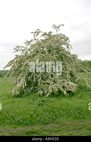 Common Hawthorn Tree, Crataegus monogyna, Rosaceae Stock Photo