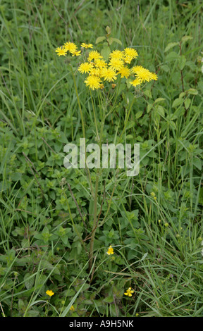 Leafy Hawkweed, Hieracium umbellatum, Asteraceae Stock Photo