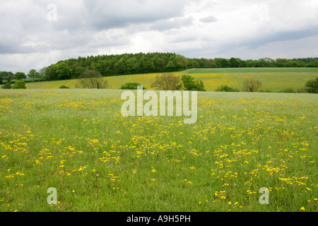 Spring Meadows of Hawkweed Flowers, Chess Valley, Near Sarratt Bottom, Hertfordshire, UK Stock Photo