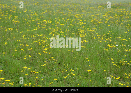 Spring Meadows of Hawkweed Flowers, Chess Valley, Near Sarratt Bottom, Hertfordshire, UK Stock Photo