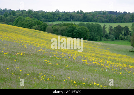 Spring Meadows of Hawkweed Flowers, Chess Valley, Near Sarratt Bottom, Hertfordshire, UK Stock Photo