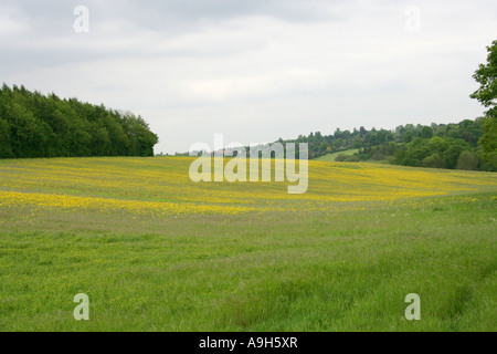 Spring Meadows of Hawkweed Flowers, Chess Valley, Near Sarratt Bottom, Hertfordshire, UK Stock Photo