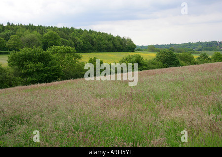 Spring Meadows of Hawkweed Flowers and Grasses. Chess Valley, Near Sarratt Bottom, Hertfordshire Stock Photo