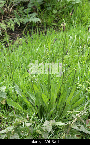 Ribwort Plantain, Plantago lanceolata, Plantaginaceae Stock Photo