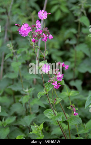 Red Campion, Silene dioica, Caryophyllaceae Stock Photo