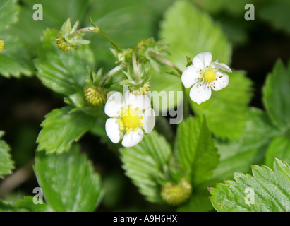 Wild Alpine Strawberry Flowers, Fragaria vesca, Rosaceae Stock Photo