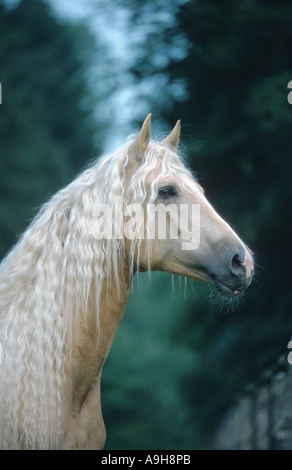 Paso Peruano horse (Equus przewalskii f. caballus), portrait Stock Photo