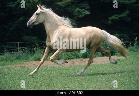 Paso Peruano horse (Equus przewalskii f. caballus), galloping Stock Photo