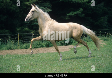 Paso Peruano horse (Equus przewalskii f. caballus), galloping Stock Photo