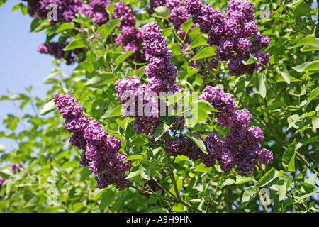 Lilac Syringa vulgaris Oleaceae Stock Photo