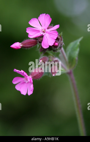 Red Campion Silene dioica Caryophyllaceae Stock Photo