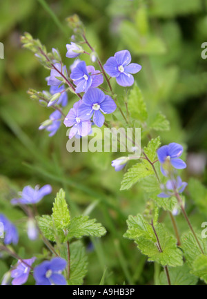 Germander Speedwell, Veronica chamaedrys, Plantaginaceae (Scrophulariaceae). Also known as Cats Eye. Stock Photo