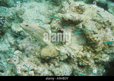Sealife in The Maldives Stock Photo