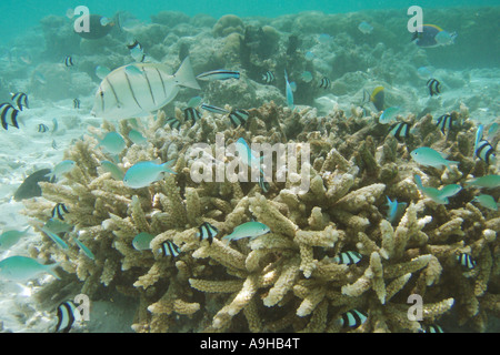 Fish swimming amongst hard coral in shallow water Stock Photo