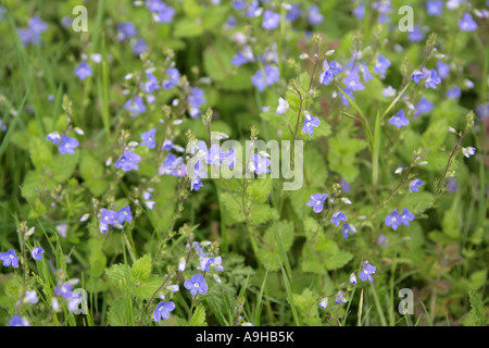 Germander Speedwell, Veronica chamaedrys, Plantaginaceae (Scrophulariaceae). Also known as Cats Eye. Stock Photo