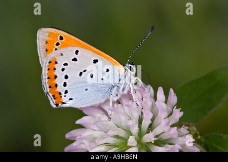 Large Copper Lycaena dispar nectering on clover with nice out of focus background Stock Photo