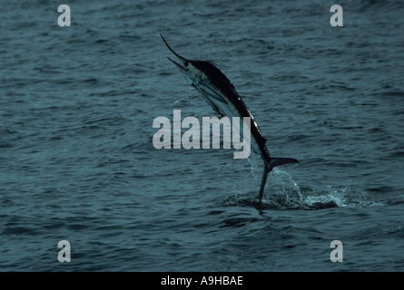 Fish Striped Marlin Tetrapturus Audax Leaping from water Remora attached to underside Stock Photo