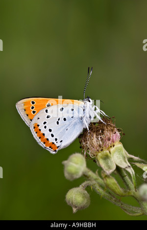 Large Copper Lycaena dispar at rest with wings shut on bramble with nice out of focus background Stock Photo
